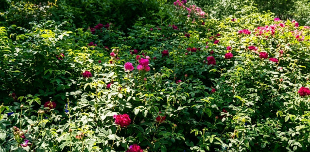 Fragrant heritage roses blooming in a garden