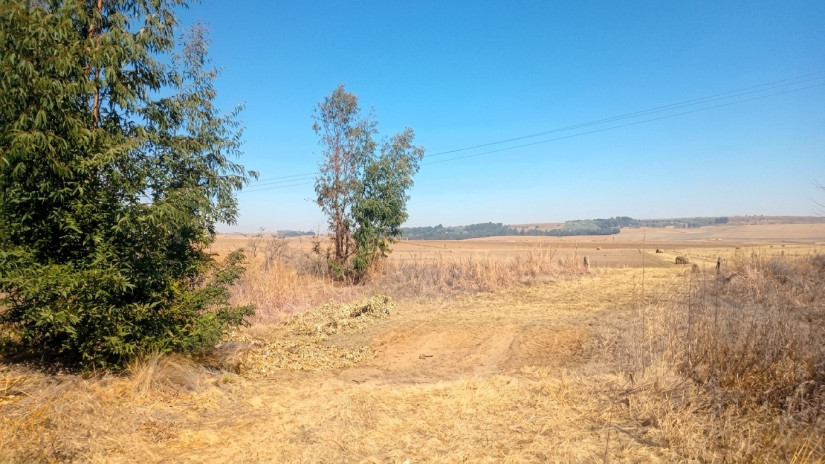golden wheat field representing Bethlehem's agricultural heritage